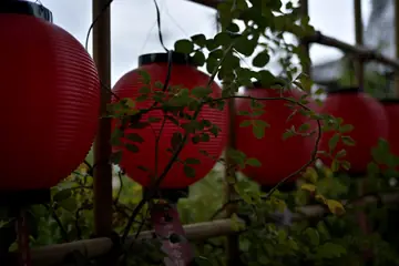 葉のついた枝越しに赤い提灯が並ぶ
