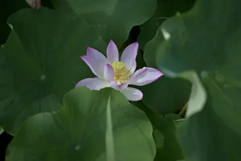 大きな緑のハスの葉の間に咲く淡い桃色のハスの花